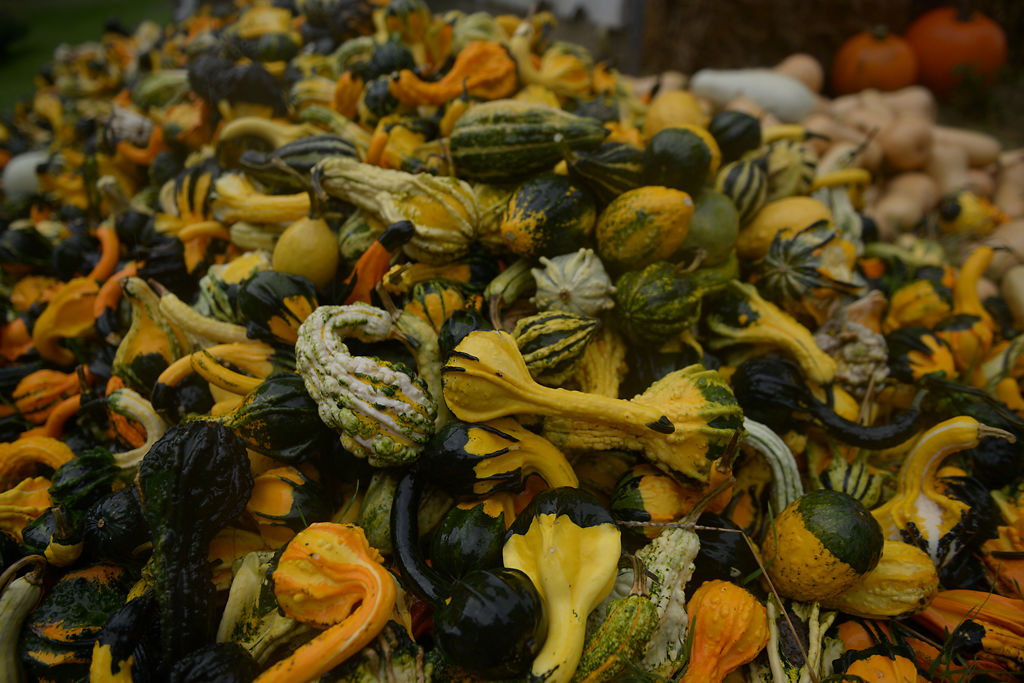 Squashes are piled in front of Jo Hackman's house on South Bush Landing Road in Hartsburg